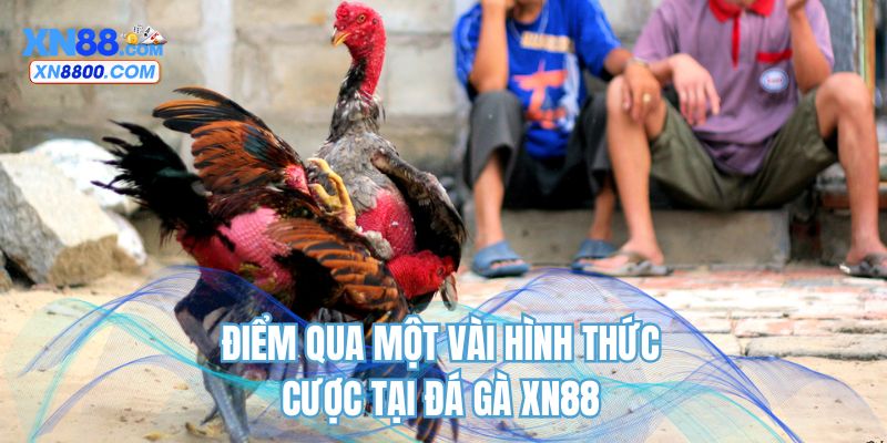 Điểm qua một vài hình thức cược tại đá gà XN88